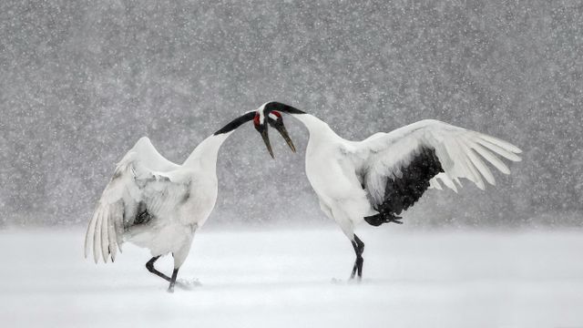 ｢タンチョウの求愛ダンス｣北海道 