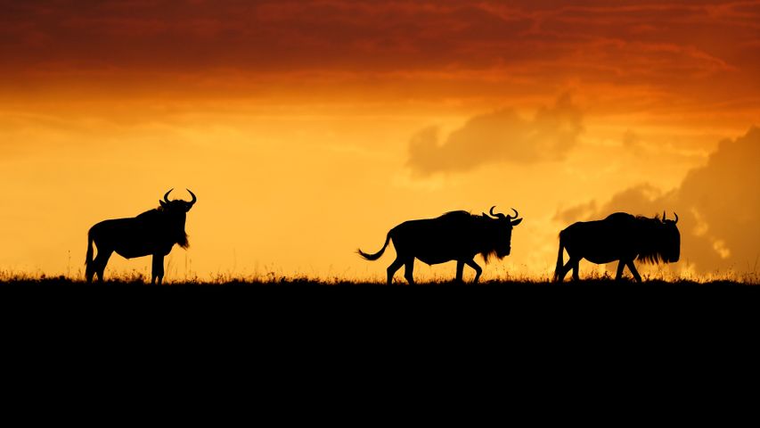 マサイマラ国立保護区, ケニア