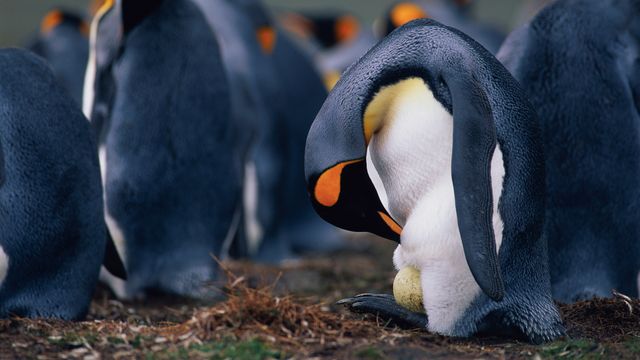 オウサマペンギンの父親
