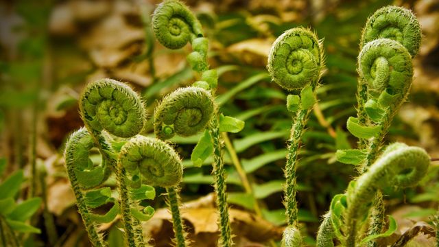 「山菜の新芽」米国コネチカット州, ヴァーノン