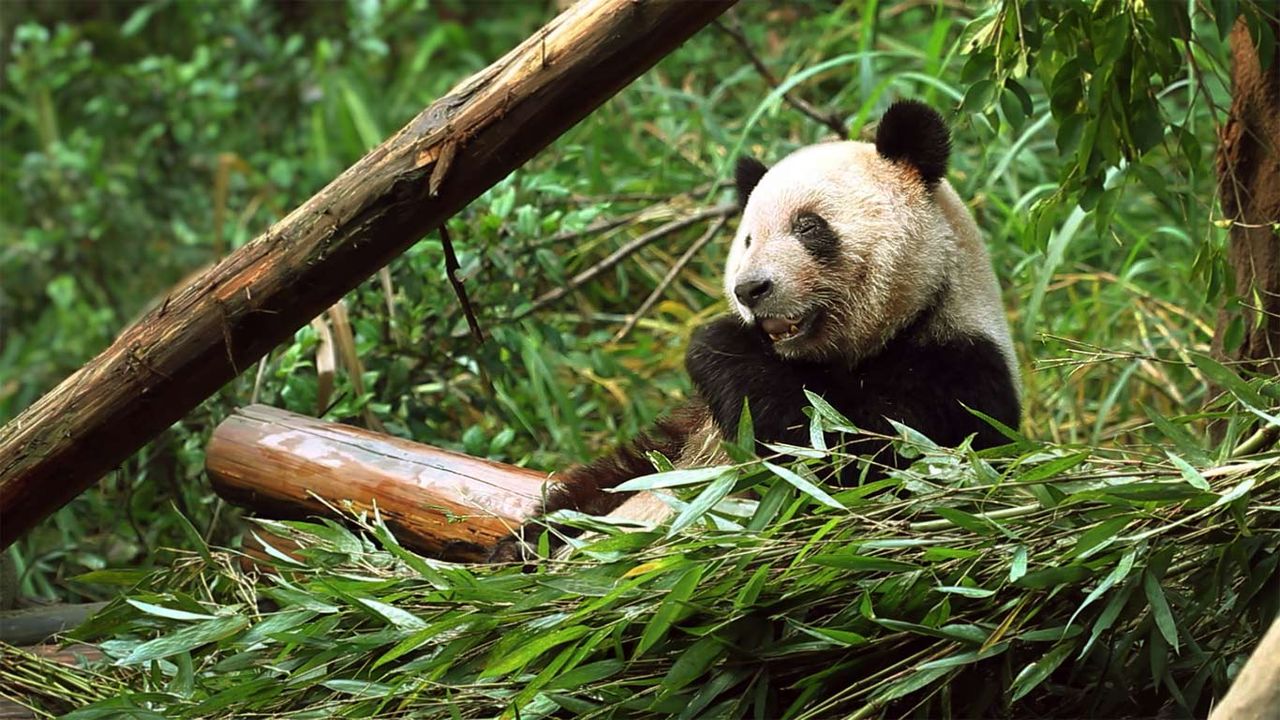 ｢ササを食べるパンダ｣中国, 重慶市
