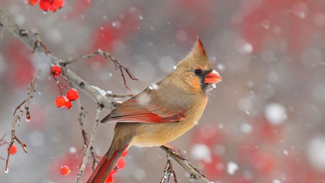 「ショウジョウコウカンチョウ」