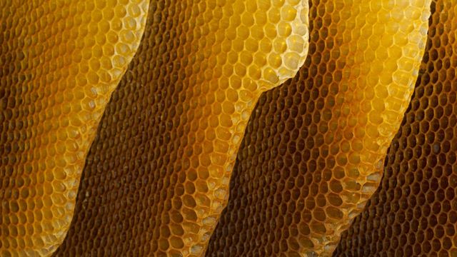 「ミツバチの巣」ドイツ, ヴュルツブルク