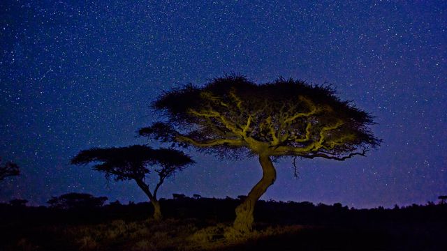 「アカシアと星空」ケニア, レワ野生動物保護管理公園