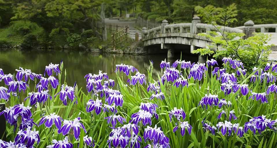 ｢円山公園のカキツバタ｣京都, 東山区