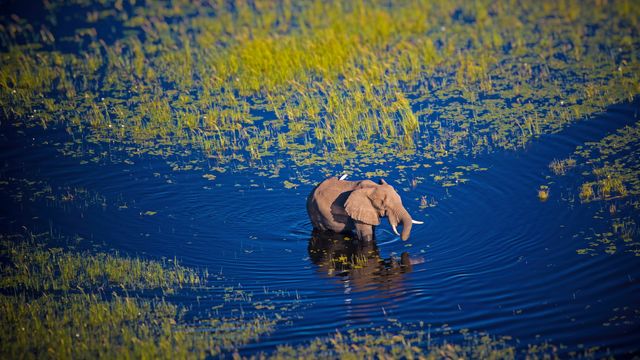 オカヴァンゴ・デルタを歩むゾウ, ボツワナ
