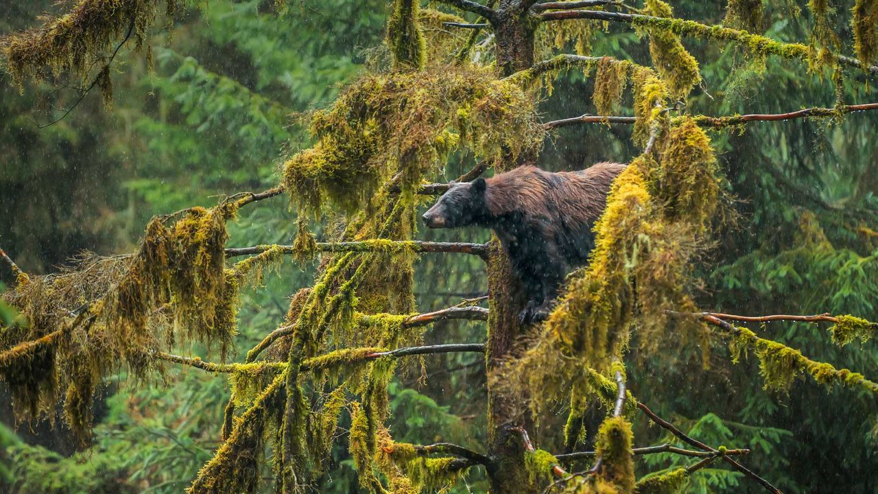 ｢アメリカグマ｣米国アラスカ, トンガス国立森林公園 