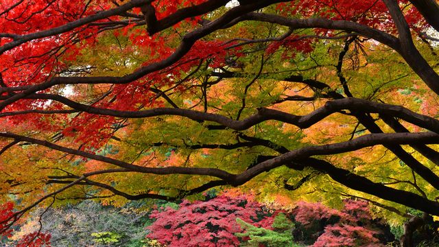 「新宿御苑の紅葉」東京, 新宿