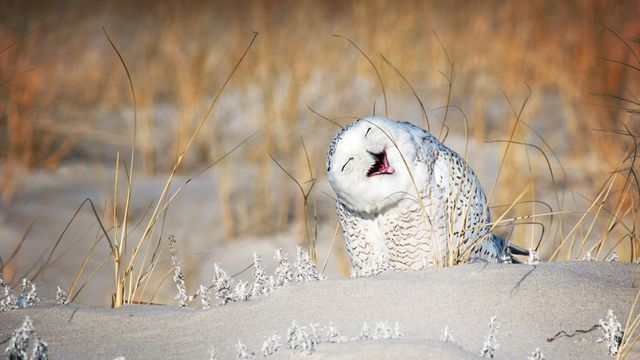 ホウホウと笑い声が聞こえてきませんか?