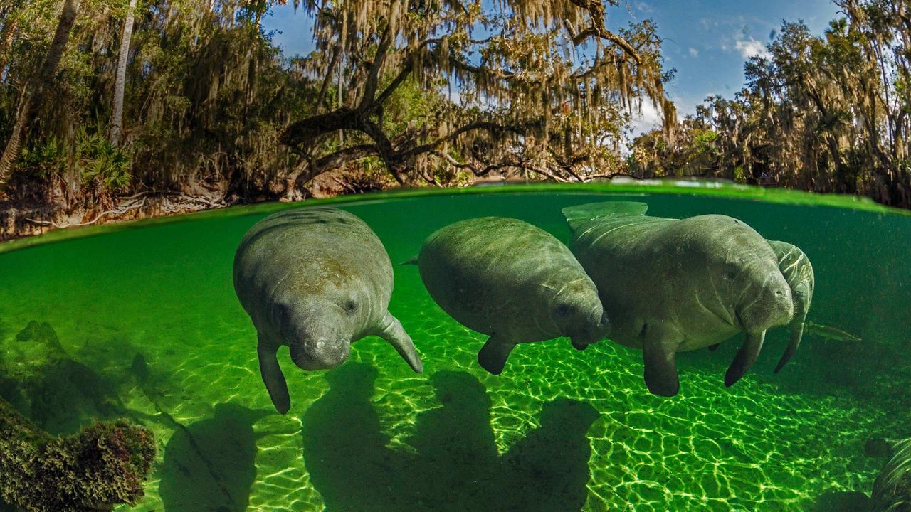 ｢ブルースプリング州立公園のマナティー｣米国フロリダ州