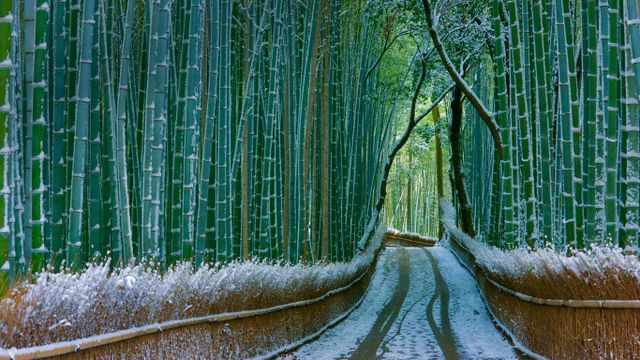「嵯峨野」京都, 嵐山