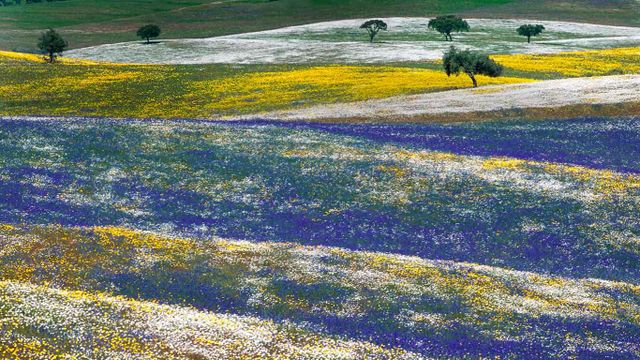 ｢アレンテージョの花畑｣ポルトガル