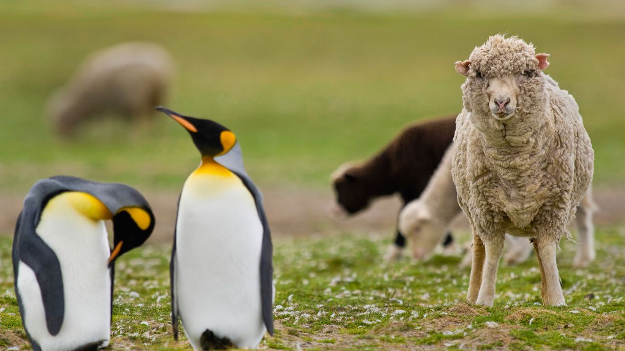 ｢羊とコウテイペンギン｣フォークランド諸島