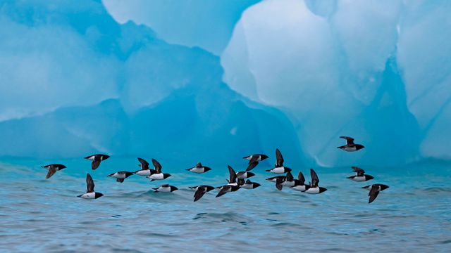 「ヒメウミスズメの群れ」ノルウェー, スピッツベルゲン島