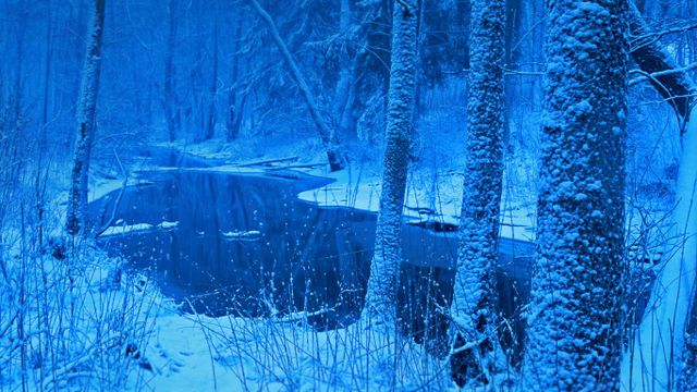 「ビャウォヴィエジャの森」ポーランド