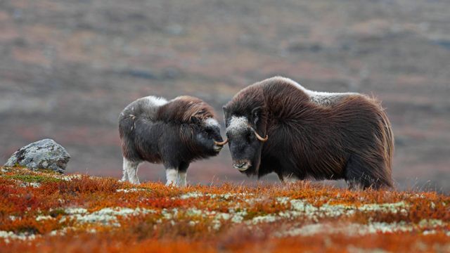 「ジャコウウシの親子」ノルウェー