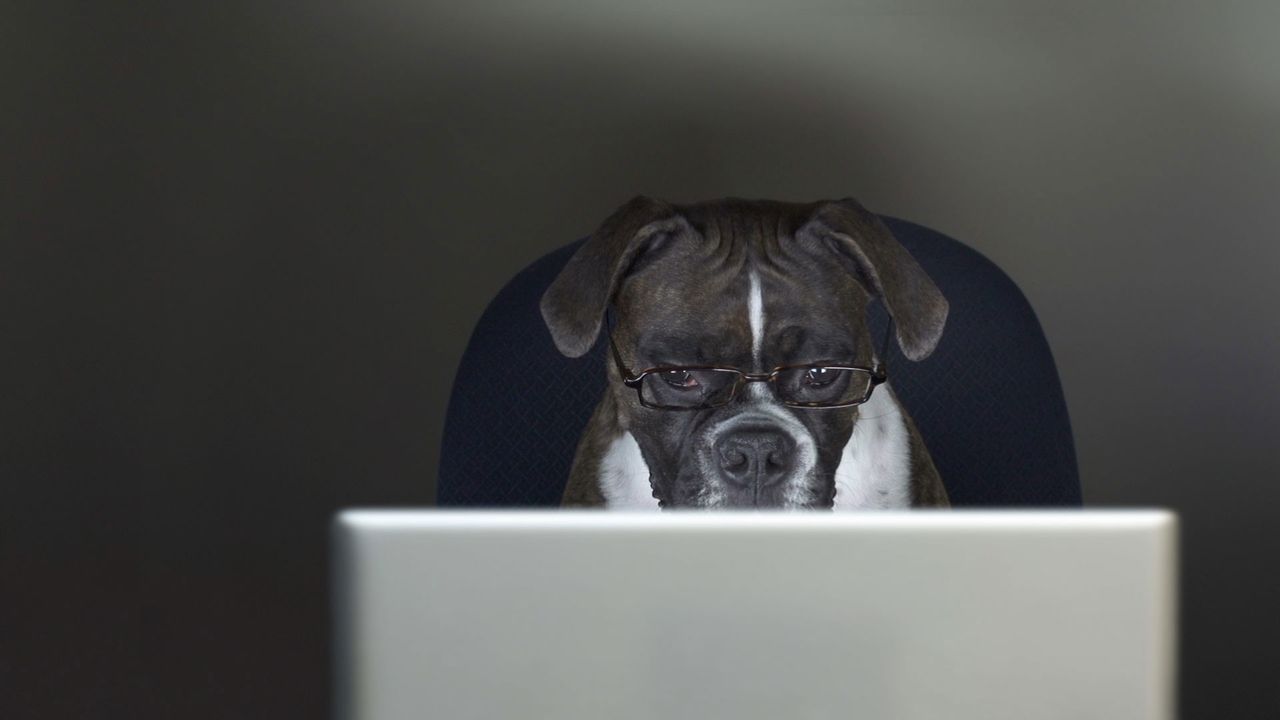 ｢犬を職場に連れていく日｣ 