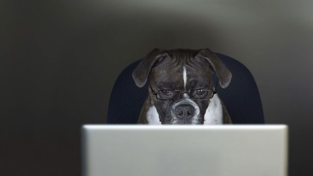 「犬を職場に連れていく日」