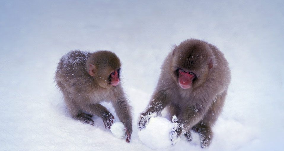 ｢雪玉で遊ぶ子ザル｣長野