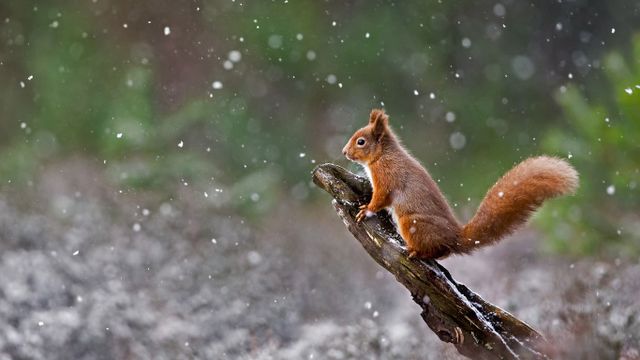 「雪の中のキタリス」イギリス, スコットランド
