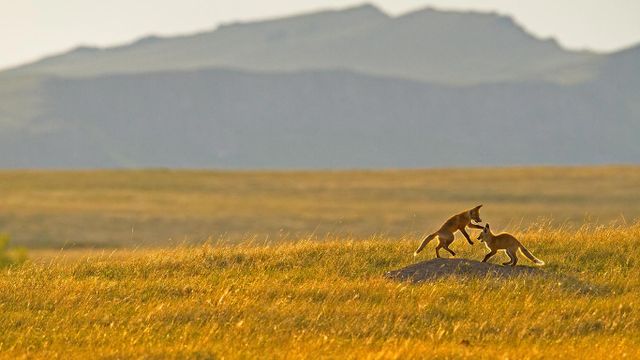 「ロッキー山脈の麓で遊ぶアカギツネ」アメリカ, モンタナ州