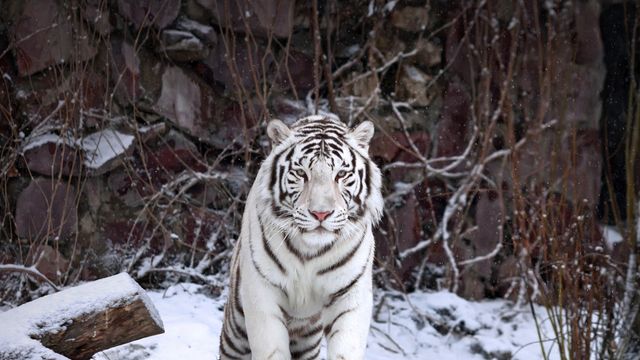 「ホワイトタイガー」ロシア, モスクワ