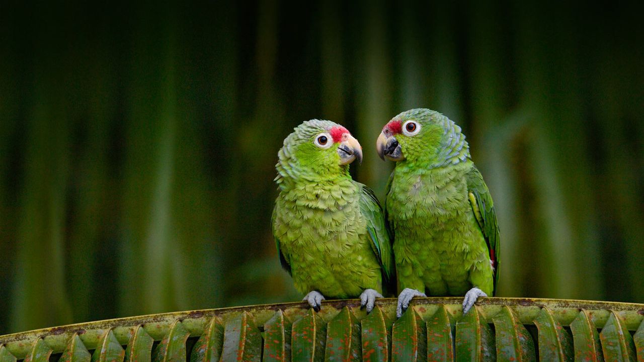 ｢キホオボウシインコのおしゃべり｣エクアドル 