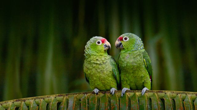 「キホオボウシインコのおしゃべり」エクアドル