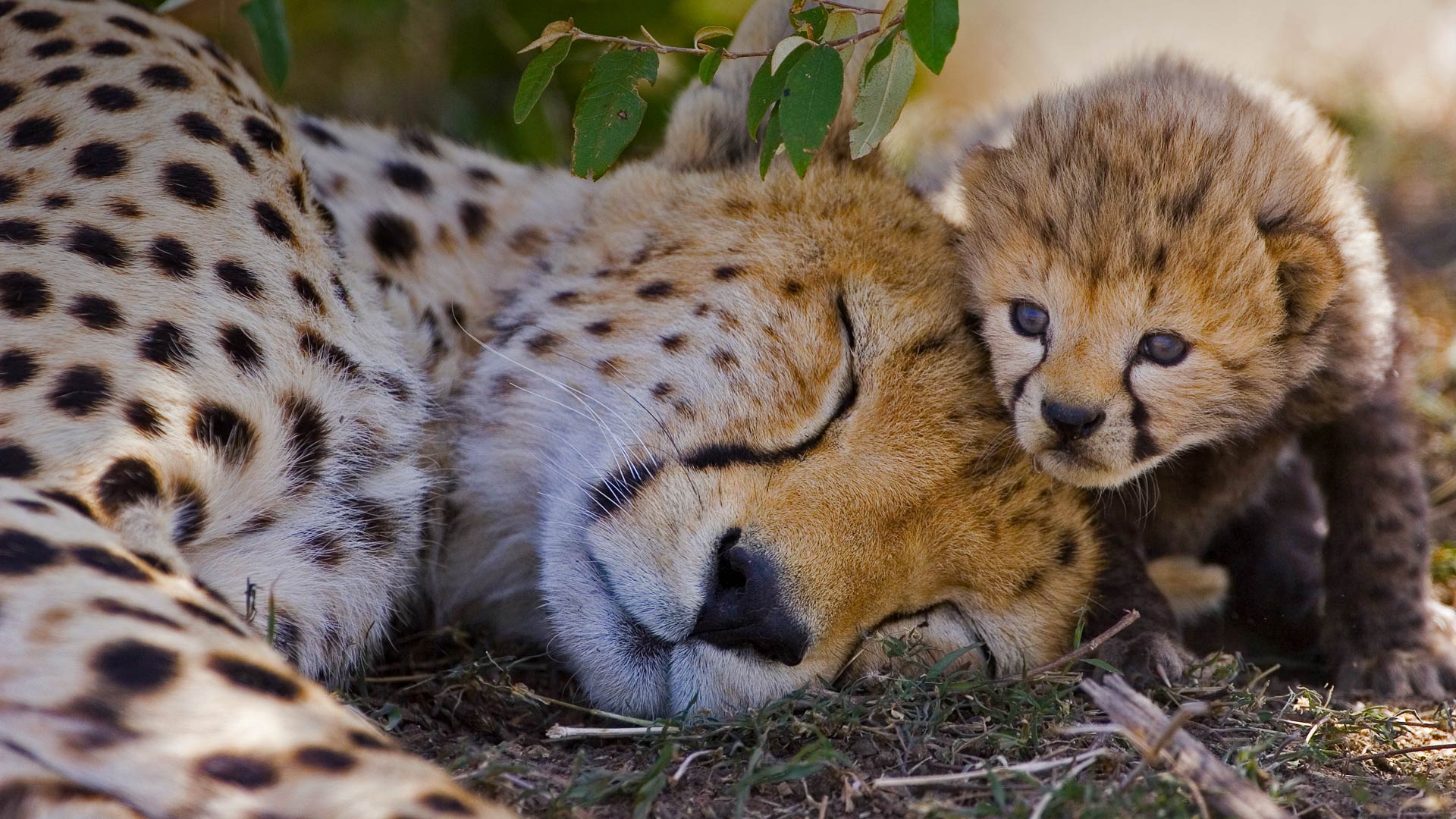チーターの母子 ケニア マサイマラ国立保護区 Bingの画像