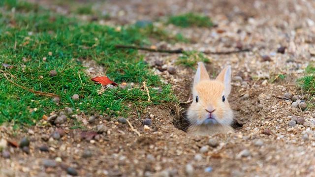 ｢赤ちゃんウサギ｣広島, 大久野島 