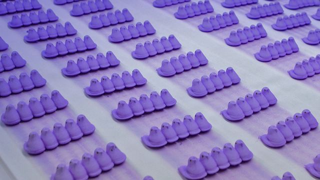 「ひよこマシュマロ工場」アメリカ, ペンシルベニア州