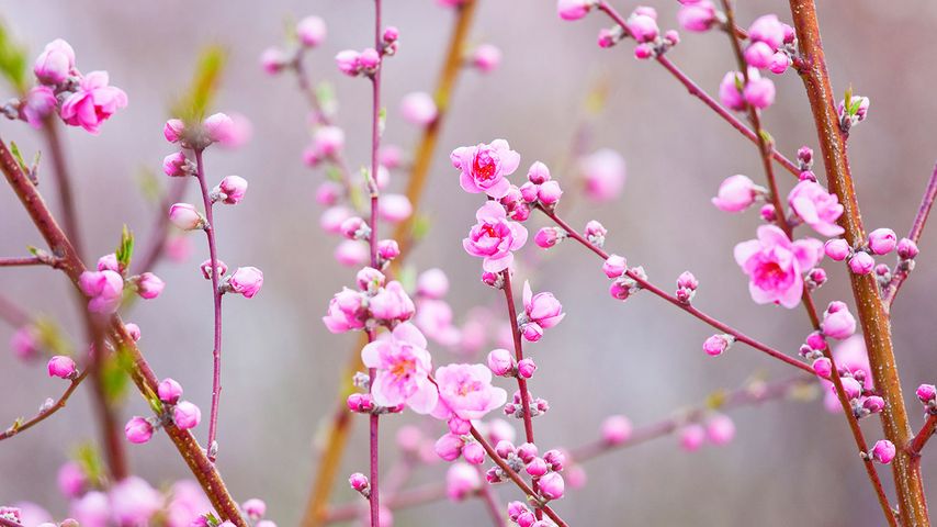 ｢桃の花｣ 