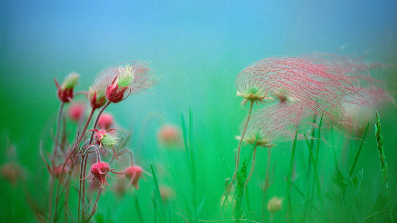 ｢ゲウム・トリフロルム｣ 