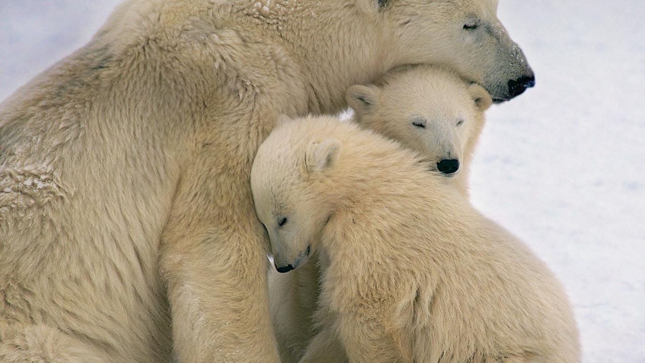 ｢ホッキョクグマ母子｣カナダ, ハドソン湾