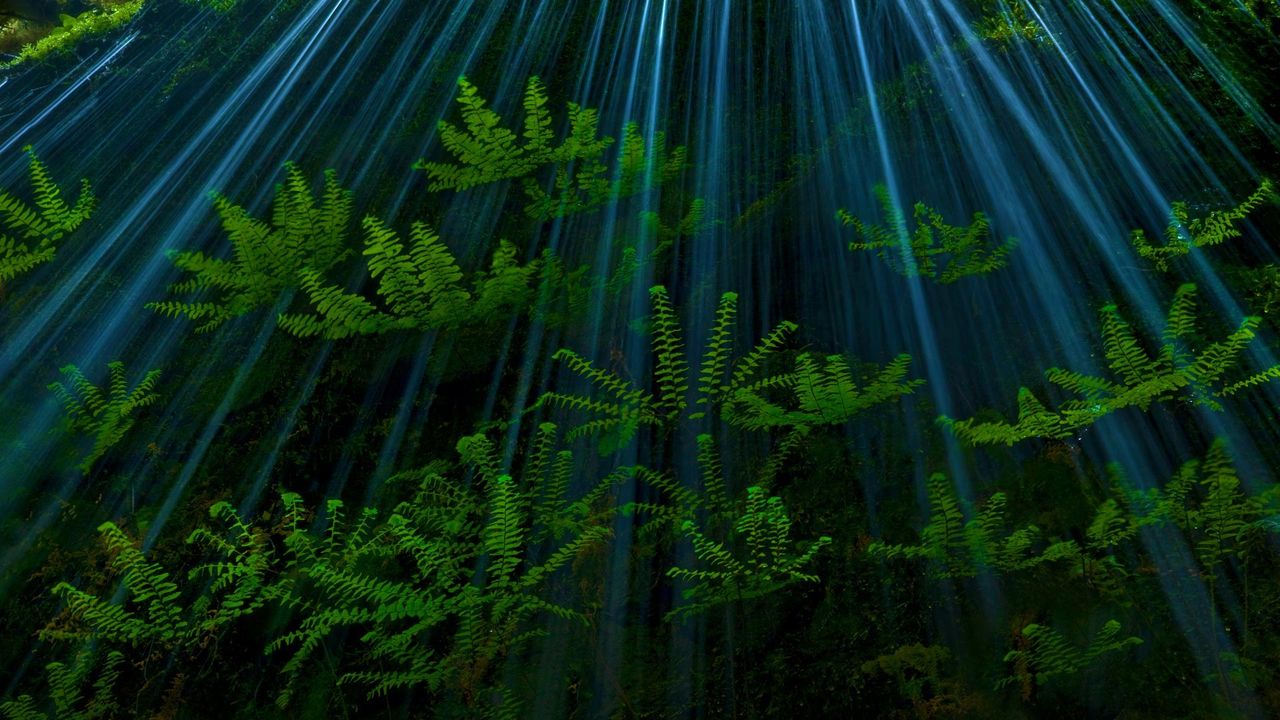 ｢コロンビア川渓谷の森｣アメリカ, オレゴン州 