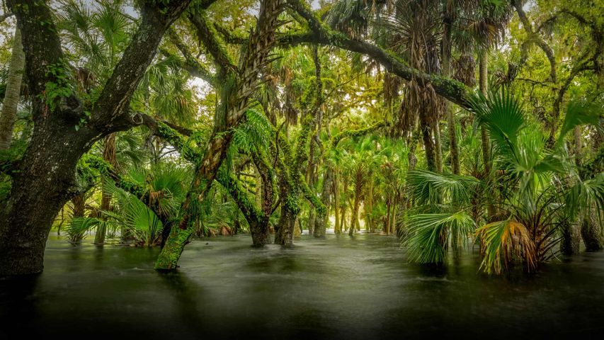 ｢マイオークカ川州立公園｣米国フロリダ州 