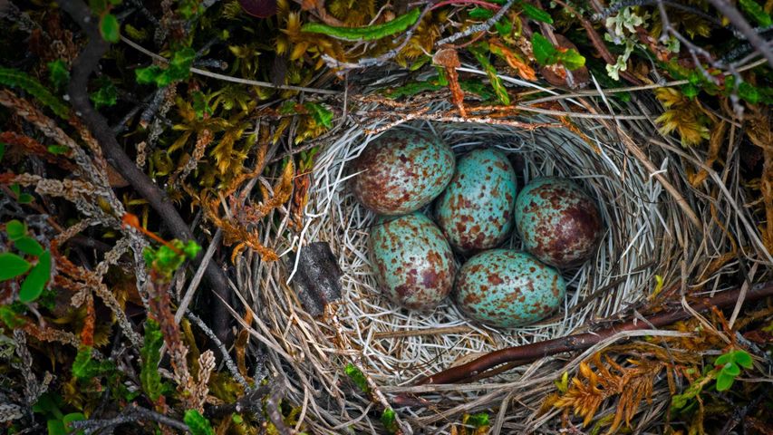 ｢地面に作られた鳥の巣｣米国, アラスカ州 