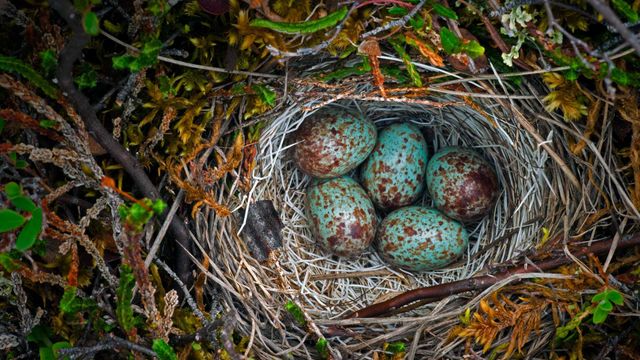 「地面に作られた鳥の巣」米国, アラスカ州