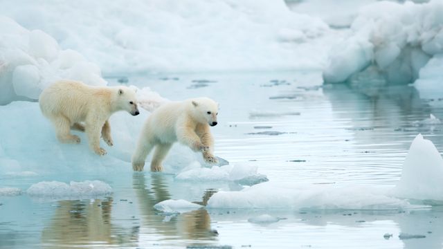 ホッキョクグマの子, ノルウェー