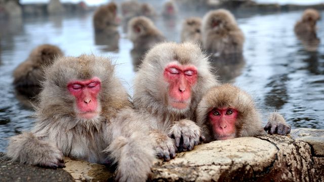 「地獄谷野猿公苑」長野, 下高井郡