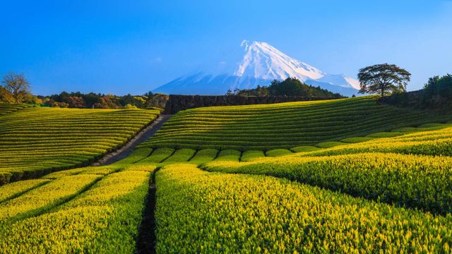 「富士山と茶畑」静岡, 富士市