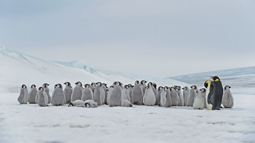 ｢コウテイペンギンのクレイシ｣南極,スノー・ヒル島