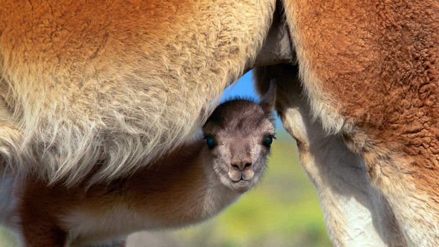 ｢赤ちゃんグアナコ｣チリ, トーレス・デル・パイネ国立公園