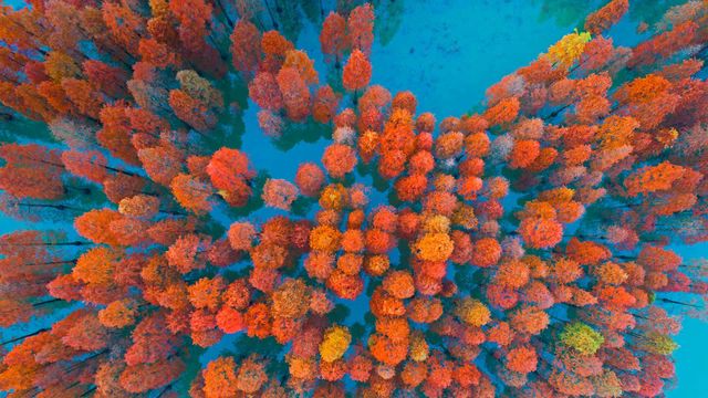 「紫馬嶺公園の紅葉」中国, 広東省, 中山市