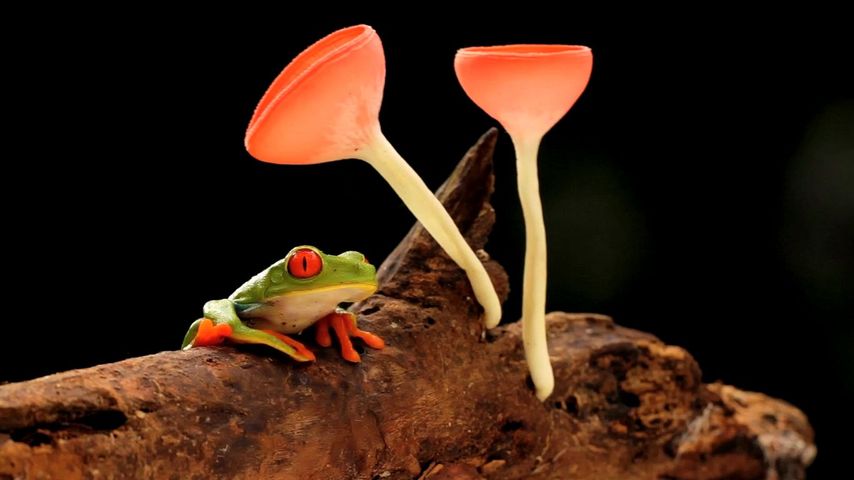 カエル, mushrooms