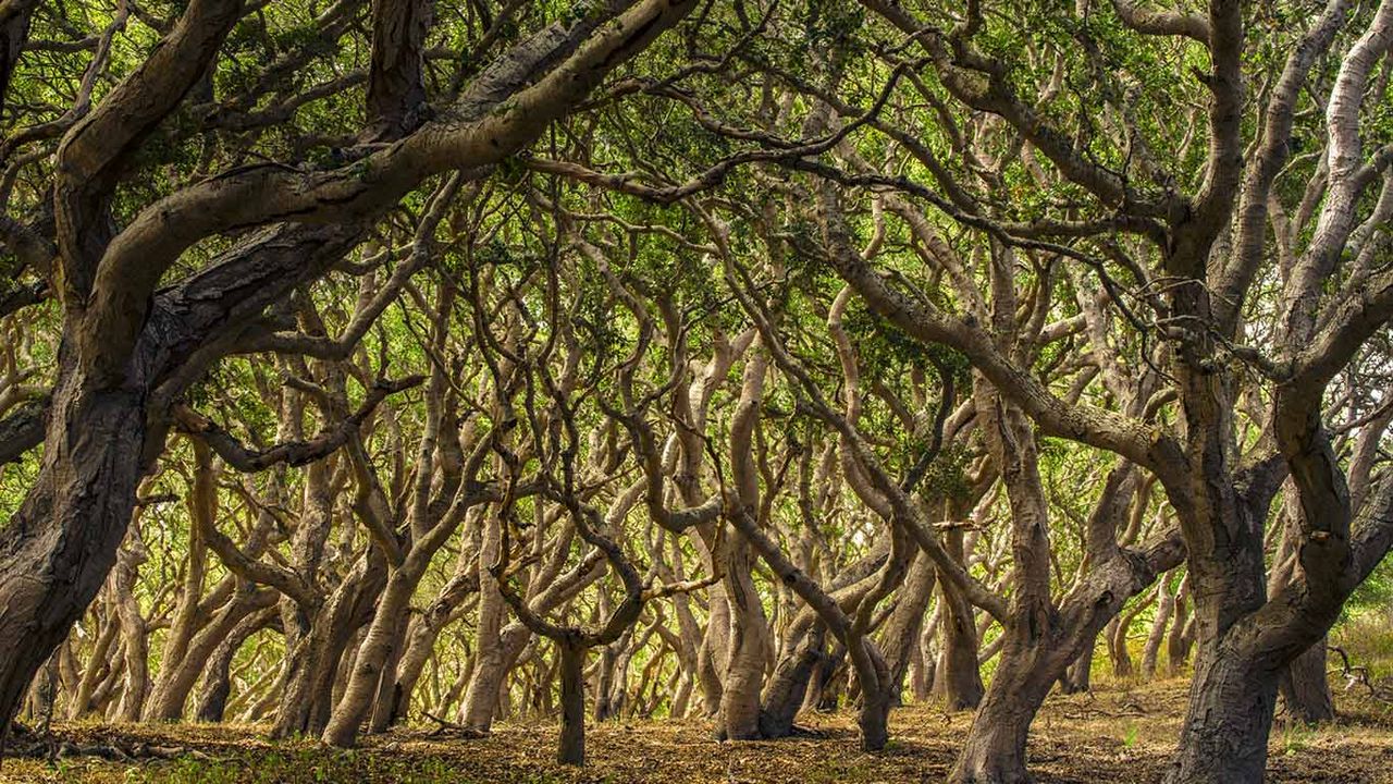 ｢オークの森｣アメリカ, カリフォルニア州