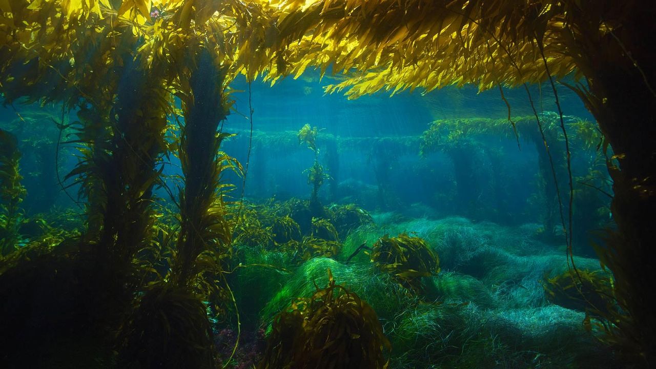 ｢ジャイアントケルプの森｣アメリカ, カリフォルニア州 