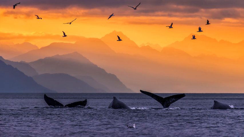 ｢ザトウクジラの尾びれ｣米国アラスカ州, リン運河