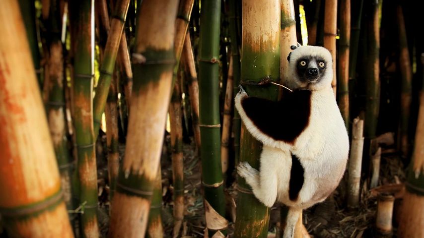 哺乳動物, 動物, キツネザル, giant panda