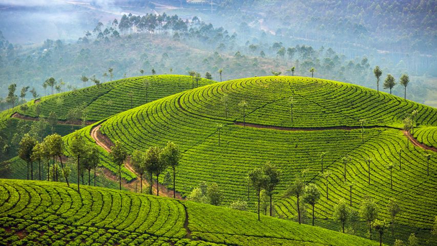 ムンナルの茶畑, インド ケララ州